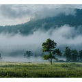 Morning Mist