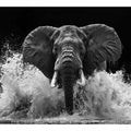 Water Elephant
