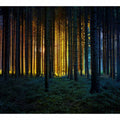 Colorful Forest
