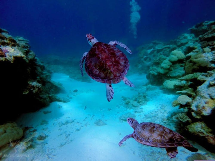 Deep Sea Turtle Painting 