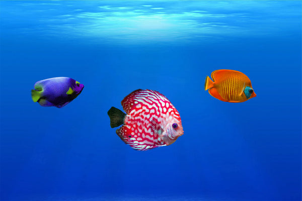 Colorfull Sea Fish Painting